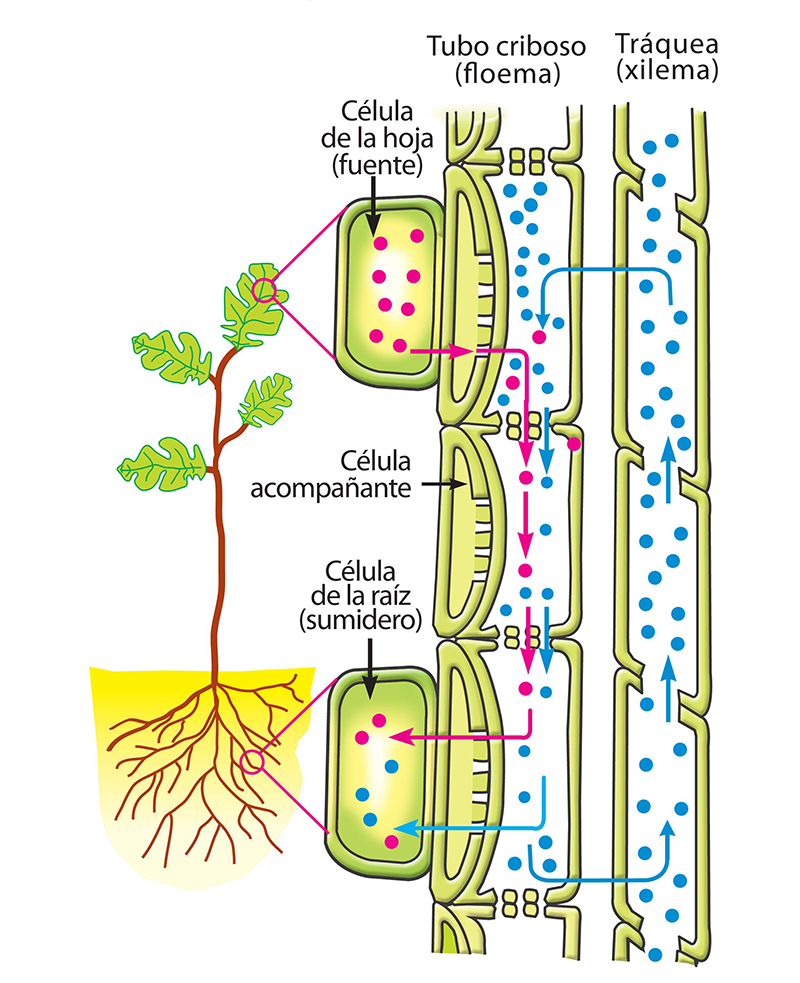 ecosisxxi-graphic-02